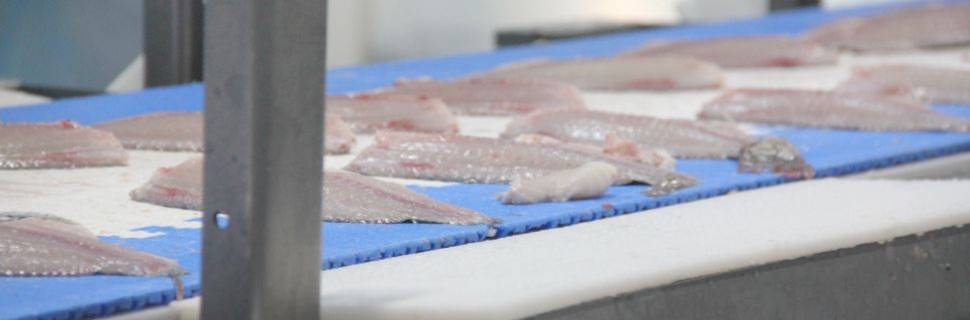 PeixeBR pede suspensão da tilápia do Vietnã e revisão de ICMS em SP