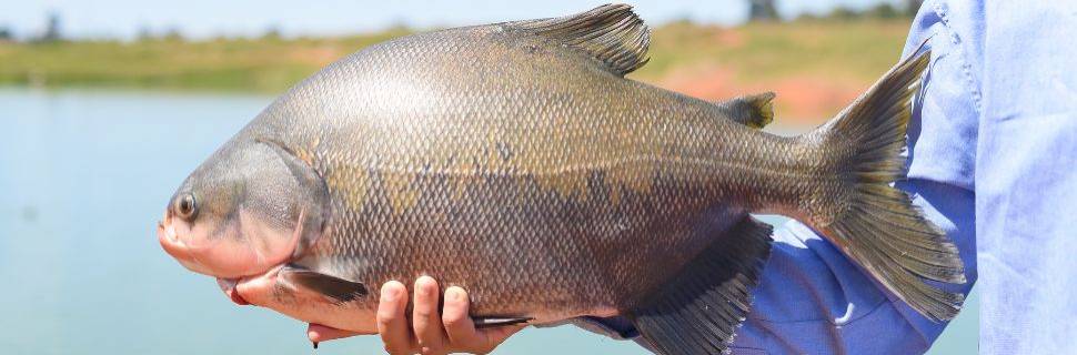 A atuação da Embrapa Pesca e Aquicultura em busca do tambaqui ideal