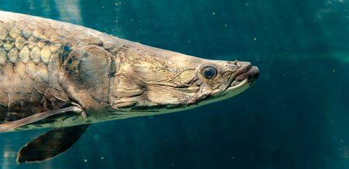 Ibama classifica pirarucu como espécie exótica invasora 