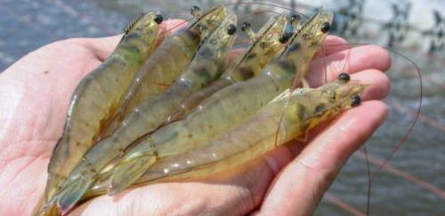 Como inovação e qualidade sustentam a produção cearense de camarão Como inovação e qualidade sustentam a produção cearense de camarão