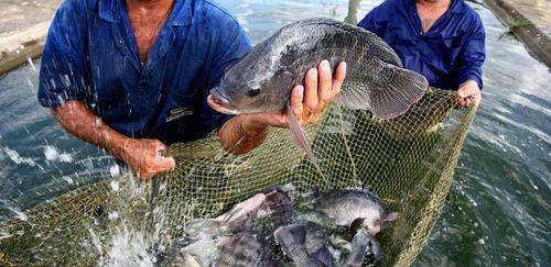 PeixeSP manisfesta PeixeSP manisfesta