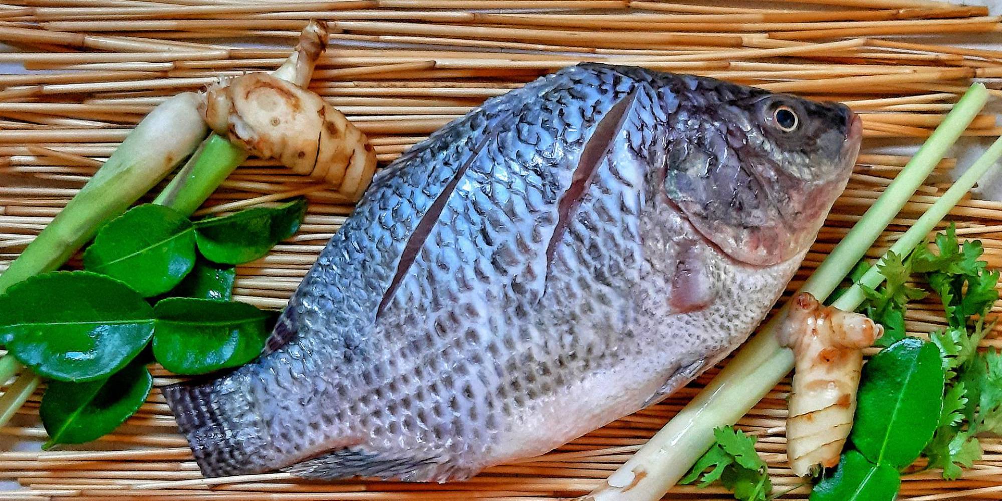 Valores da tilápia seguem desacelerando no começo do mês