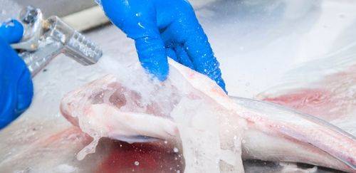 Fraudes em pescado caem para 3% em nova análise do Mapa