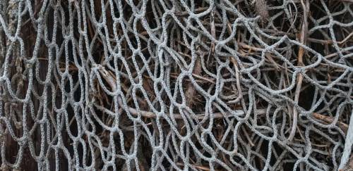 Editais abertos para avaliação de estoques de tainha e bagre branco