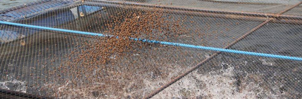 Paraná desonera ICMS sobre rações e insumos para piscicultura