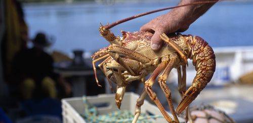 Definida as regras para a pesca de lagosta em 2025 