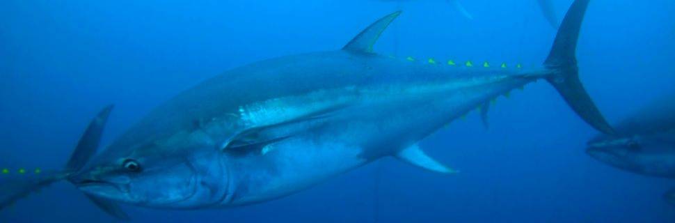 >FAO divulga avaliação global sobre estoque de peixes marinhos FAO divulga avaliação global sobre estoque de peixes marinhos