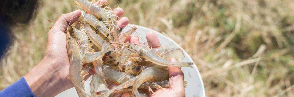 Carcinicultura nacional: é hora de correr para não perder o bonde 