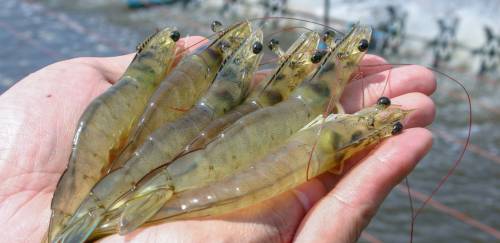 Protocolos produtivos: como lidar com doenças na carcinicultura