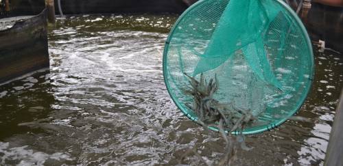 Em busca do ganho de competitividade de produtos aquícolas brasileiros Em busca do ganho de competitividade de produtos aquícolas brasileiros