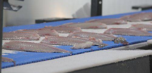 Pescado brasileiro em foco: panorama atual e perspectivas futuras Pescado brasileiro em foco: panorama atual e perspectivas futuras