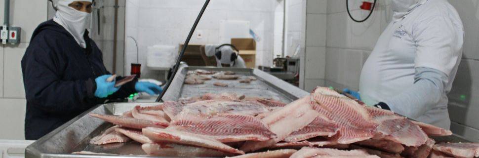 Rumo à UE: como preparar sua indústria de pescado às novas regras
