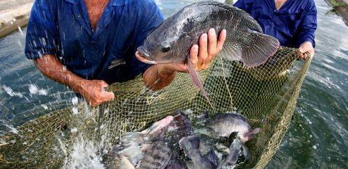 Instituto de Pesca orienta criadores sobre manejo no inverno