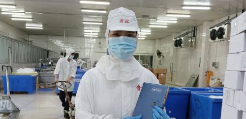 Tilápia chinesa: de alta histórica à queda profunda em três meses