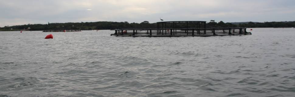 Dia Mundial da Água: principal fator de produção de alimentos