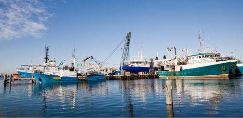 MPA passa a emitir certificado exigido pelos EUA para pescado
