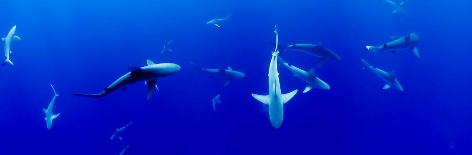Cação: um panorama atual do mercado brasileiro