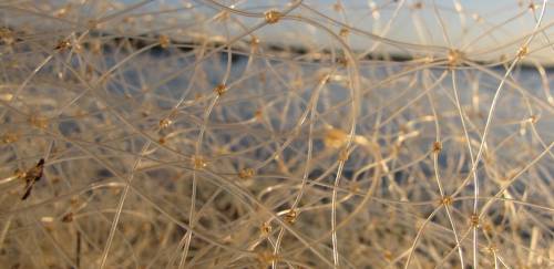 Operação da PF combate fraudes em seguro-defeso no Sul de MG