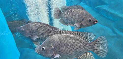 Ferramentas tecnológicas dão suporte para crescimento da aquicultura Ferramentas tecnológicas dão suporte para crescimento da aquicultura