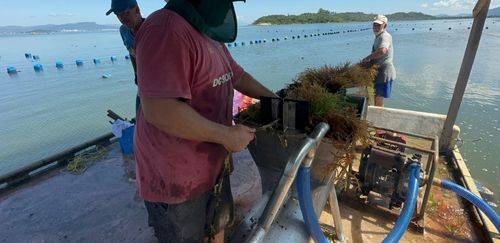 Algicultura desponta como profissão do futuro 
