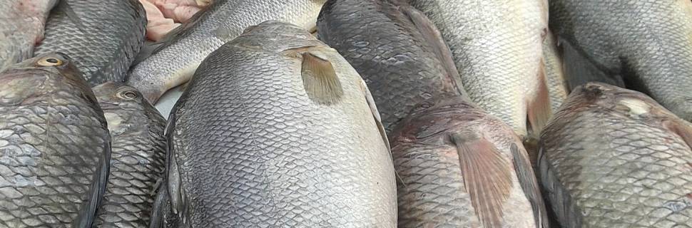 >Confira a cotação média do quilo da tilápia na última sexta-feira (24) Confira a cotação média do quilo da tilápia na última sexta-feira (24)