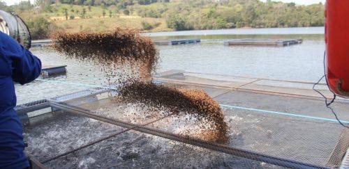 Prévia do balanço de 2024 do setor de alimentação animal é divulgada Prévia do balanço de 2024 do setor de alimentação animal é divulgada