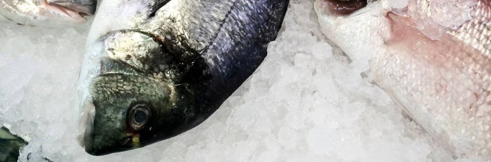 Bem-estar animal começa bem antes do abate!