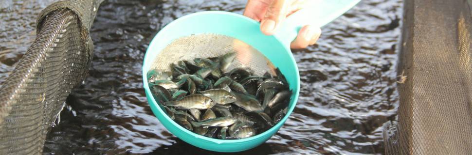 >Tecnologia e juventude aliadas na ascensão da tilapicultura mineira Tecnologia e juventude aliadas na ascensão da tilapicultura mineira