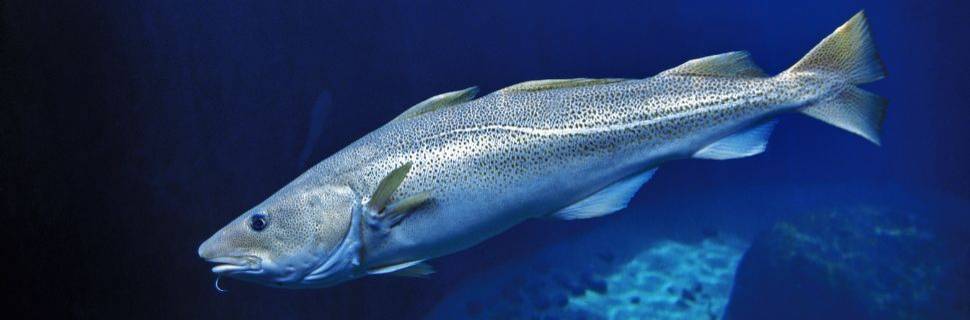 UE, Noruega e Reino Unido reduzem cotas no Mar do Norte para 2026