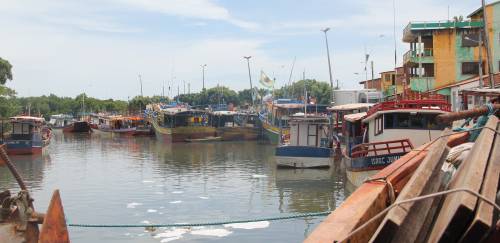 Open Tuna promete mais rastreabilidade e transparência à pesca de atum