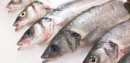 DNA Pescado 2022 mostra eficiência nas operações