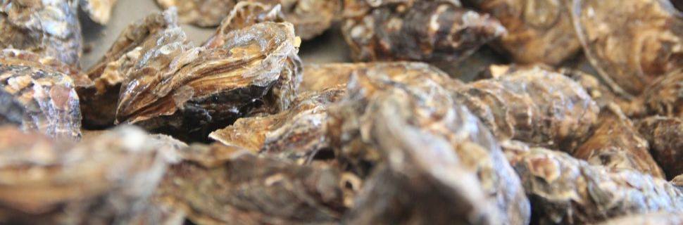 Tecnologia da Epagri e UFSC monitora resíduos na maricultura de SC