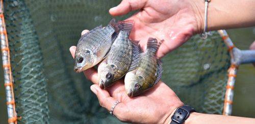 SP amplia limite diário de produção artesanal de pescado SP amplia limite diário de produção artesanal de pescado