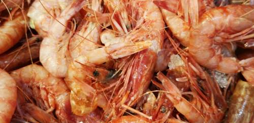 Argentina certifica 1ª exportação de camarão ao Brasil após reabertura