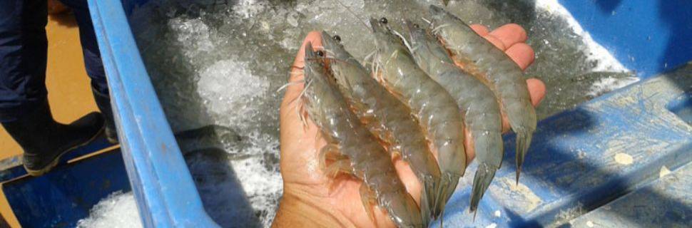 >O impacto do Equador para a carcinicultura global e brasileira O impacto do Equador para a carcinicultura global e brasileira