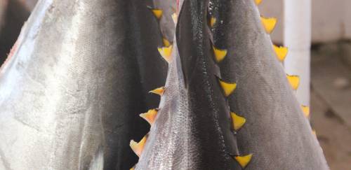 Nova isenção do tarifaço exclui o pescado e entidades cobram o governo