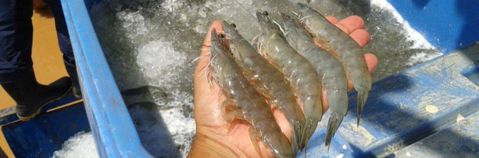 RN inicia diálogo com China para exportação de camarão e pescado