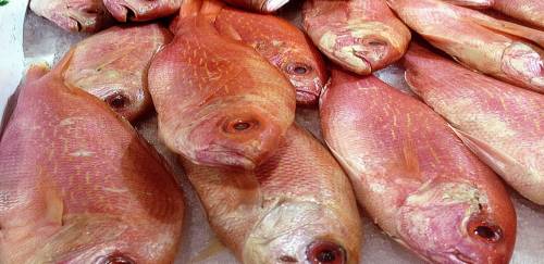 Subnotificação do pargo: Mapas de bordo e exportações têm diferenças 