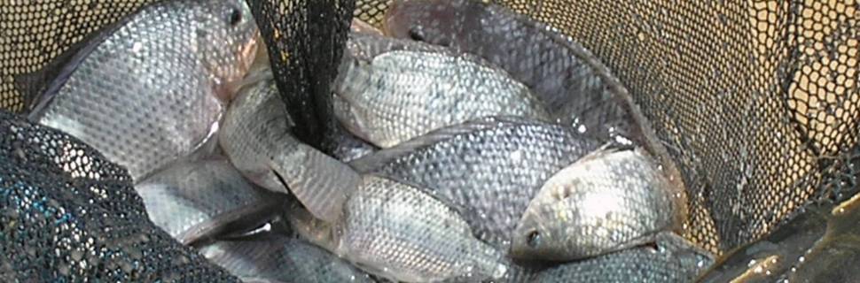 >Tilápia fecha a semana em média de R$ 7,34 em cotação do Cepea Tilápia fecha a semana em média de R$ 7,34 em cotação do Cepea