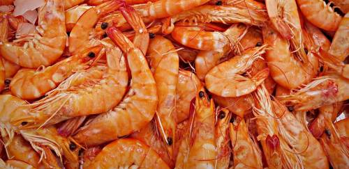 Justiça libera importação de camarão argentino