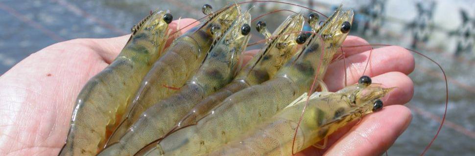 Como inovação e qualidade sustentam a produção cearense de camarão