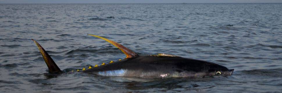 Revisada incremento da cota de albacora-bandolim para 12,9% na ICCAT