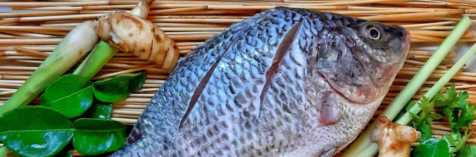 Estudo aponta protagonismo e desafios da tilápia frente ao consumidor 