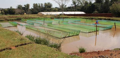 PPM 2020: Nordeste passa a ser segunda principal Região em aquicultura