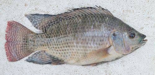 A próxima geração de tilápia: o projeto genético da Brazilian Fish A próxima geração de tilápia: o projeto genético da Brazilian Fish