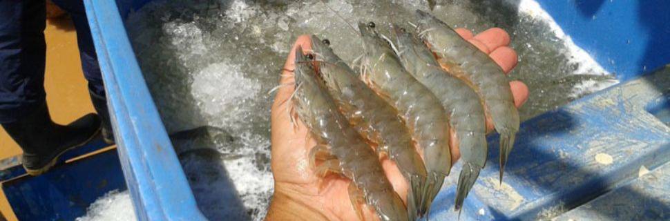 Ceará concede isenção de tarifa de água a pequenos produtores