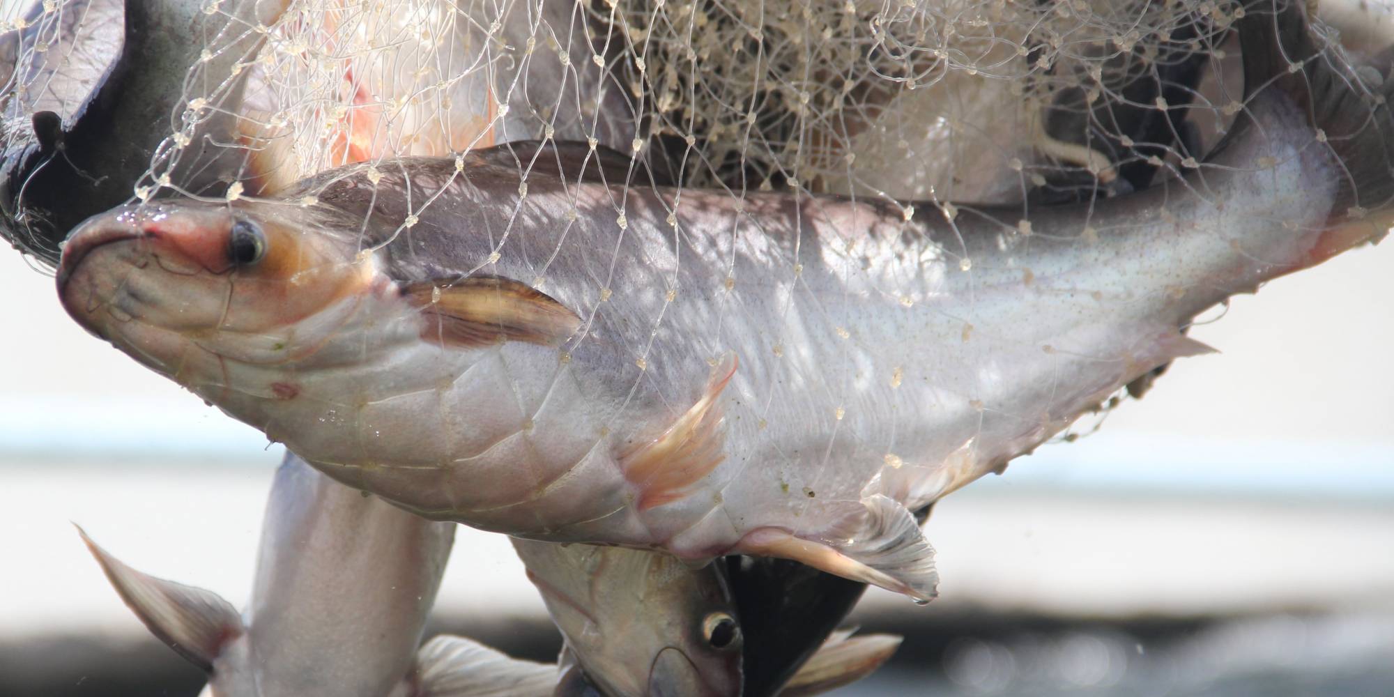 Anuário PeixeBR: Peixes nativos recuam e “Outras espécies” crescem Anuário PeixeBR: Peixes nativos recuam e “Outras espécies” crescem