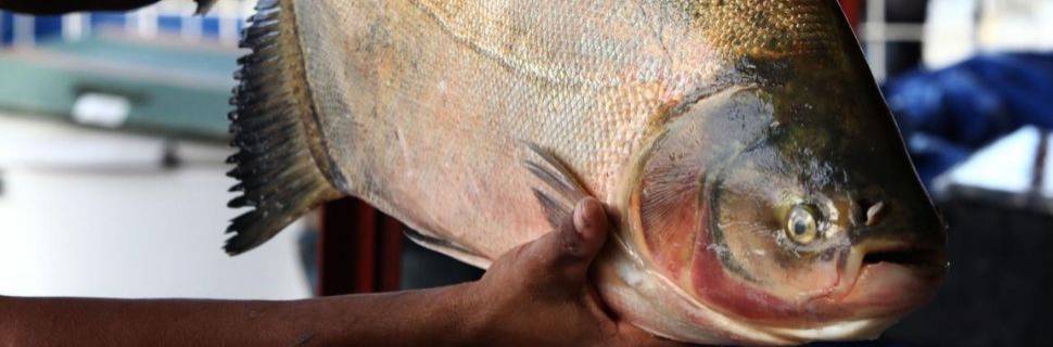 Criação de peixes nativos registra queda pelo terceiro ano seguido