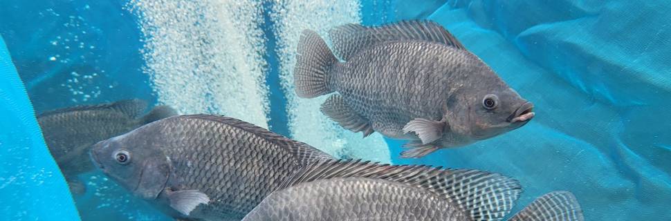 Ferramentas tecnológicas dão suporte para crescimento da aquicultura