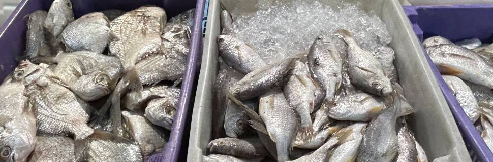 >Ceagesp realiza 17ª Santa Feira do Peixe na Semana Santa Ceagesp realiza 17ª Santa Feira do Peixe na Semana Santa